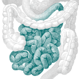 Calprotectin